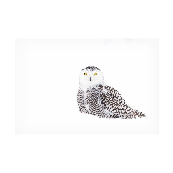 Trademark Fine Art Jim Cumming 'Snowy Owl In Winter Snow' Canvas Art, 12x19 1X13566-C1219GG